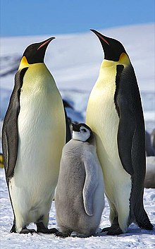 cute penguins