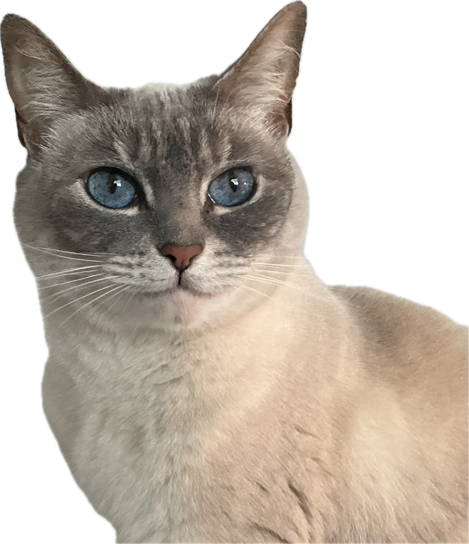 A cat that is not sleeping